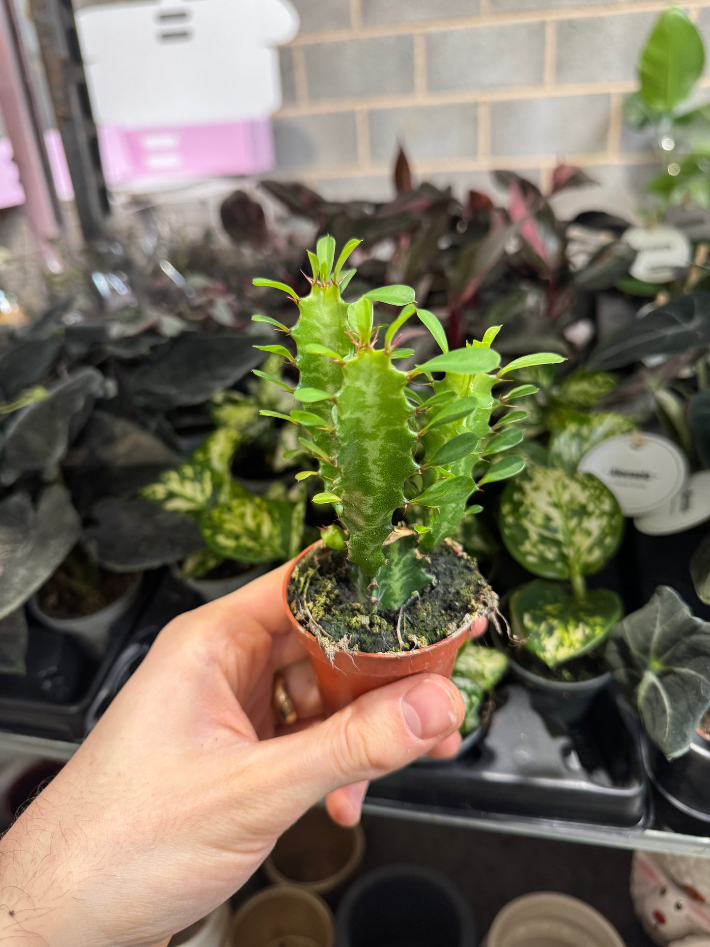 Mini Plants Bundle