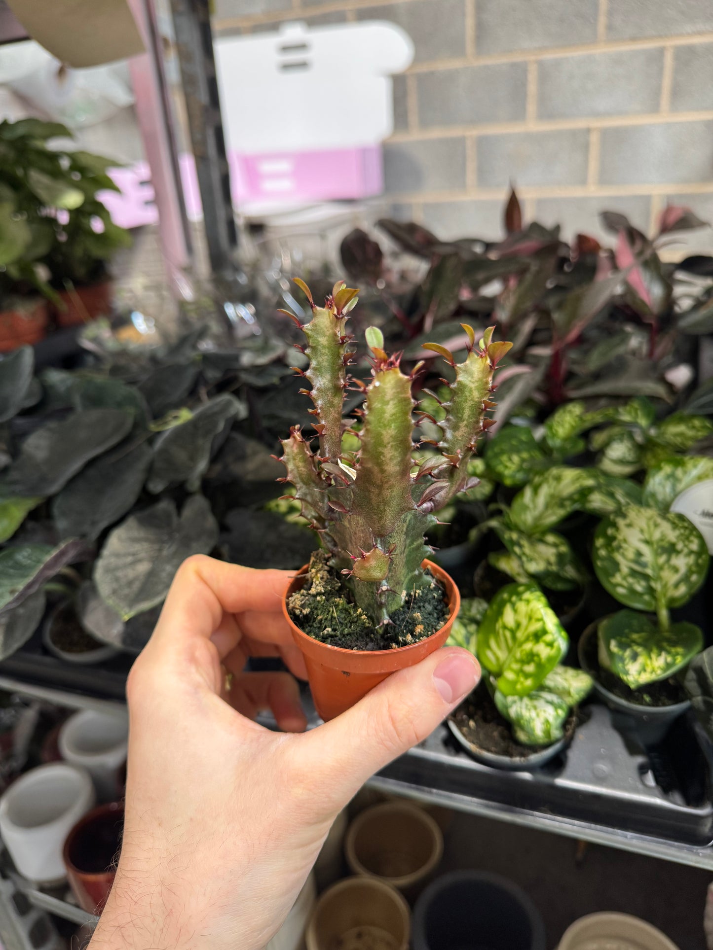 Mini Plants Bundle