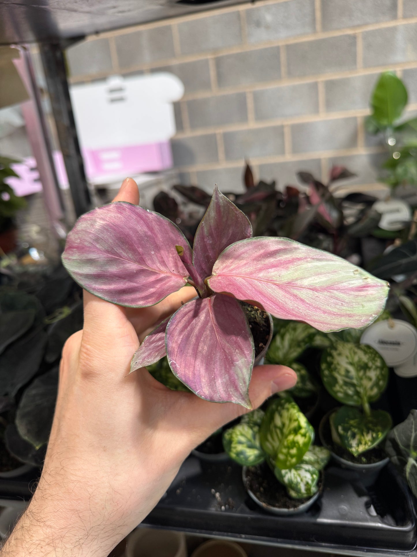 Mini Plants Bundle