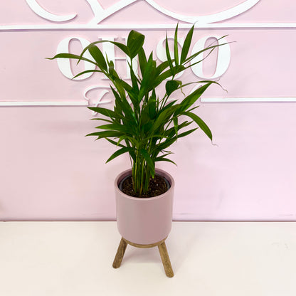 The Plant Parent Bundle - HUGE Savings on bundles
