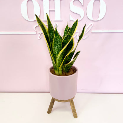 The Plant Parent Bundle - HUGE Savings on bundles