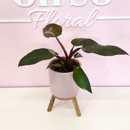 The Plant Parent Bundle - HUGE Savings on bundles