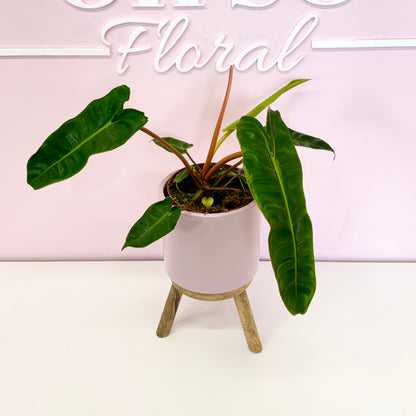 The Plant Parent Bundle - HUGE Savings on bundles