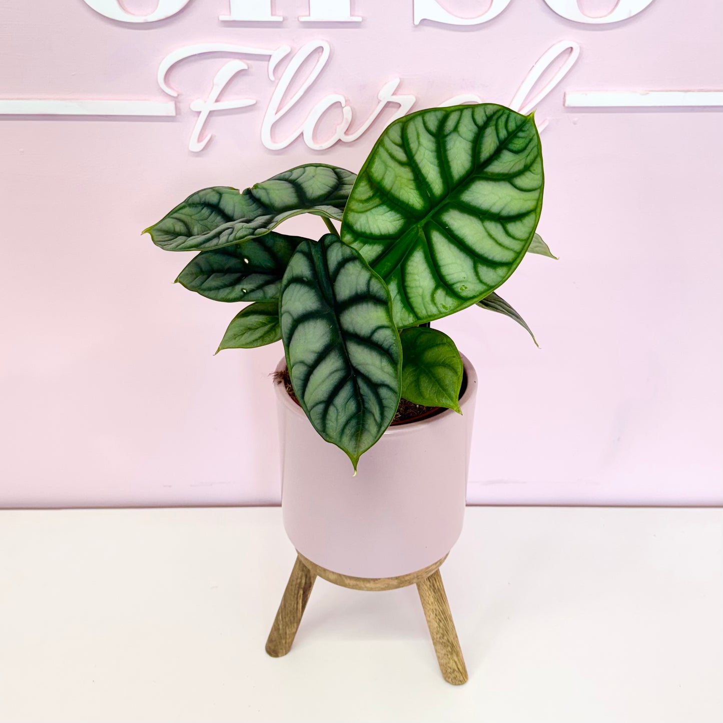 The Plant Parent Bundle - HUGE Savings on bundles