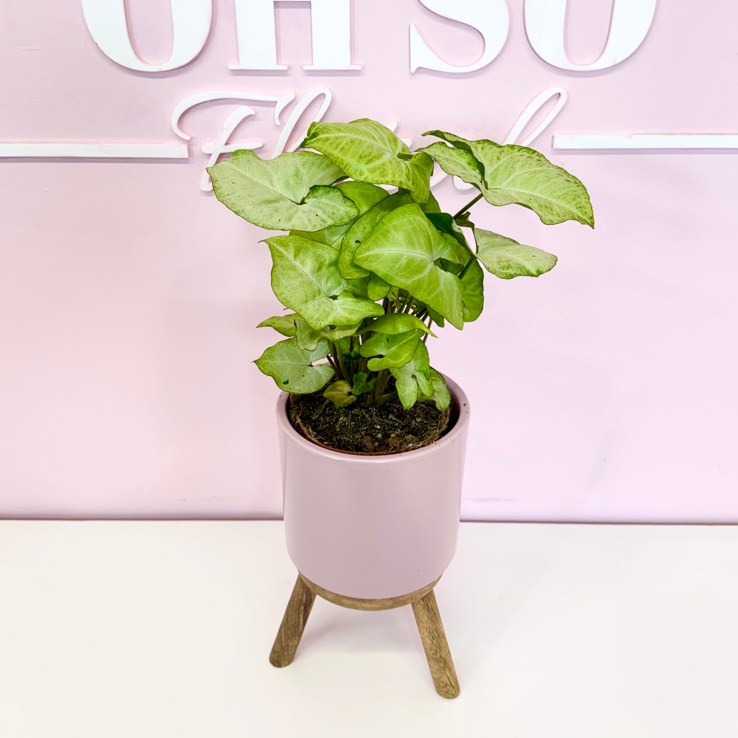 The Plant Parent Bundle - HUGE Savings on bundles