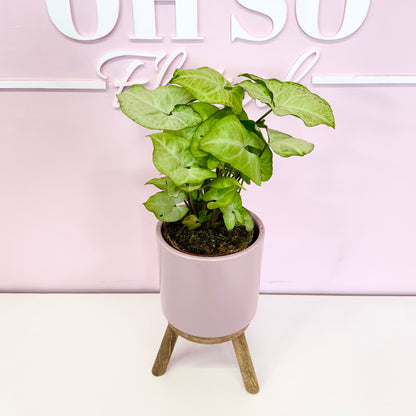 The Plant Parent Bundle - HUGE Savings on bundles