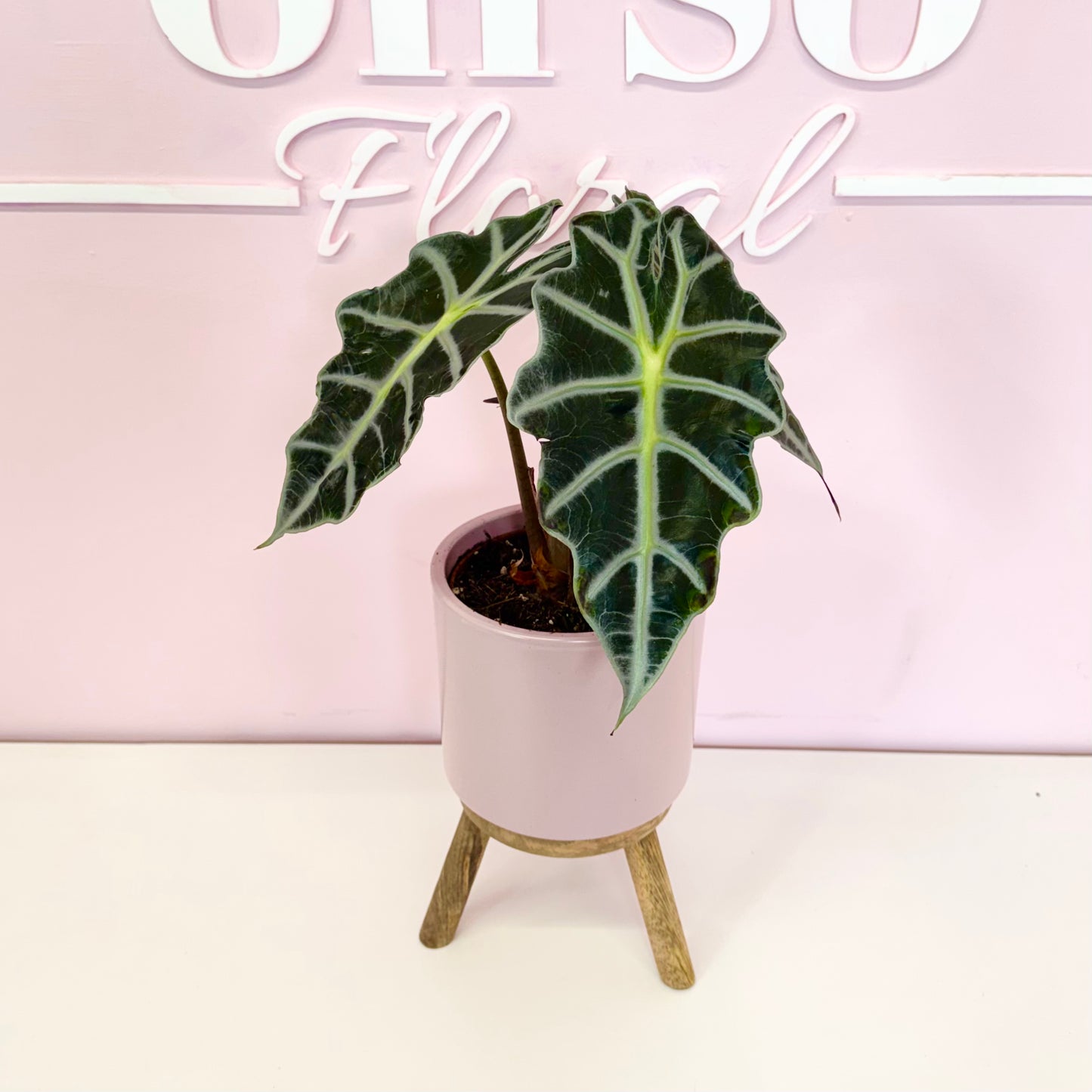 The Plant Parent Bundle - HUGE Savings on bundles