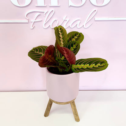 The Plant Parent Bundle - HUGE Savings on bundles