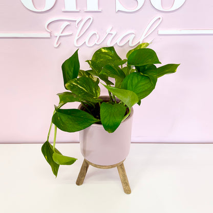 The Plant Parent Bundle - HUGE Savings on bundles