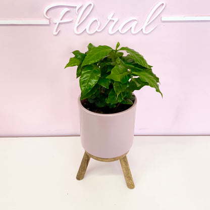The Plant Parent Bundle - HUGE Savings on bundles