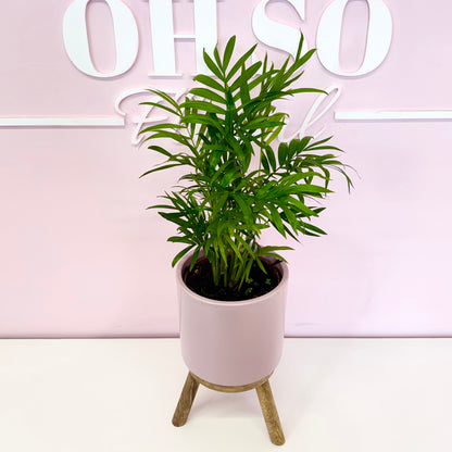 The Plant Parent Bundle - HUGE Savings on bundles