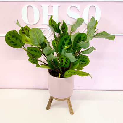 The Plant Parent Bundle - HUGE Savings on bundles