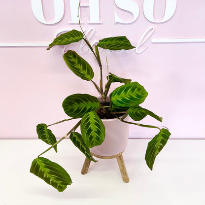 The Plant Parent Bundle - HUGE Savings on bundles