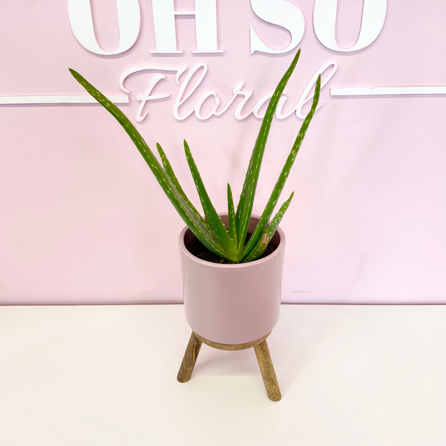 The Plant Parent Bundle - HUGE Savings on bundles