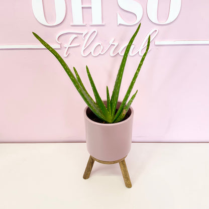 The Plant Parent Bundle - HUGE Savings on bundles