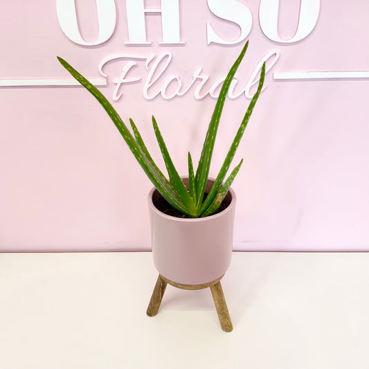 The Plant Parent Bundle - HUGE Savings on bundles