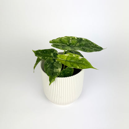 Alocasia Dragonscale Stardust 9cm Houseplant