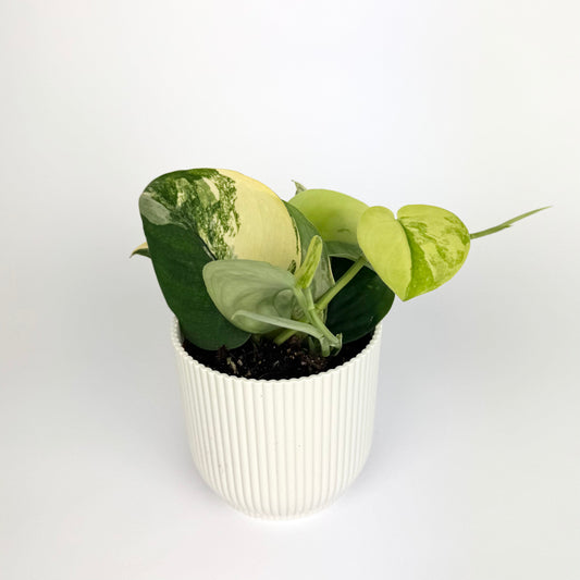 Scindapsus Jade Satin Aurea 12cm Houseplant