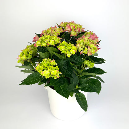 Pink Hydrangea (9 heads+) 14cm Houseplant