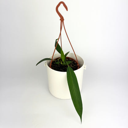 Anthurium Wendlingeri 14cm Houseplant