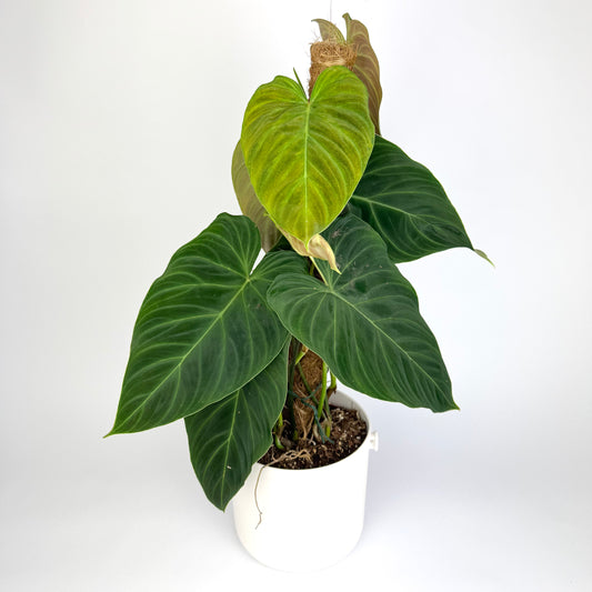 Philodendron Splendid Moose 17cm Houseplant