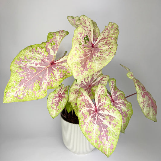 Caladium Seafoam Pink 21cm Houseplant