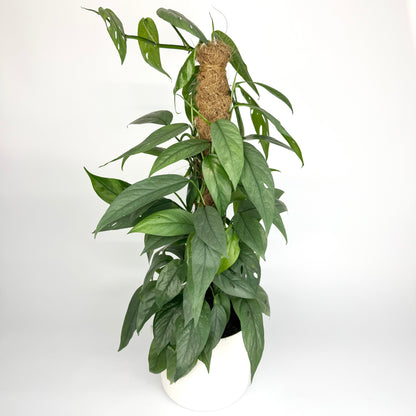 Epipremnum Cebe Blue 17cm Pot Size Houseplant