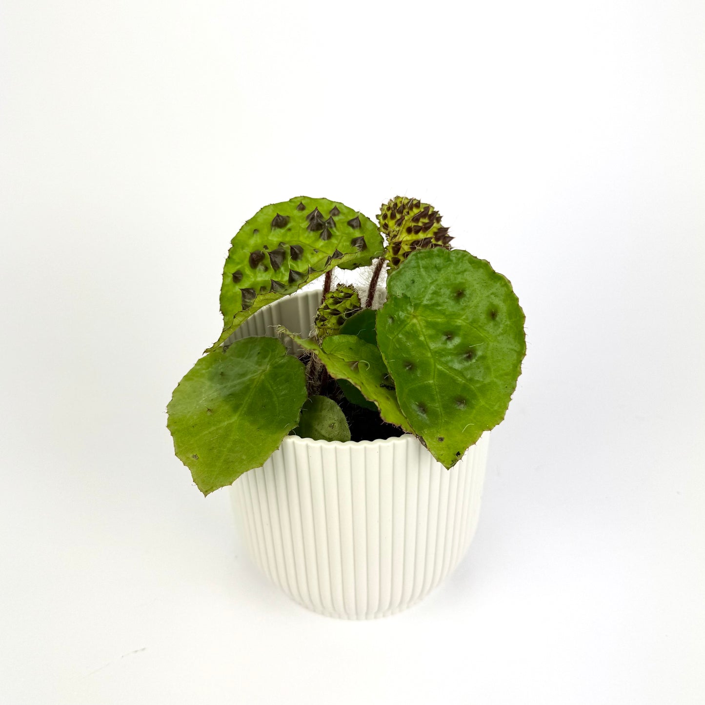 Begonia Mix 8cm Houseplant