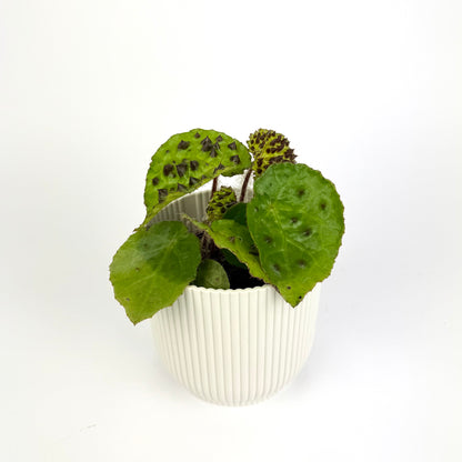Begonia Mix 8cm Houseplant