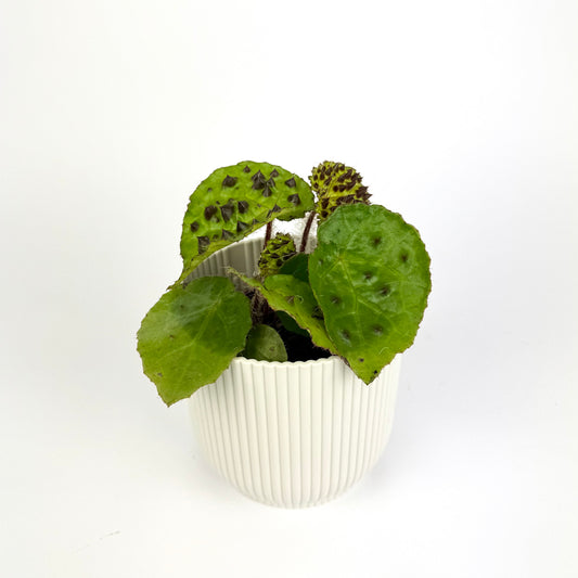 Begonia Mix 8cm Houseplant