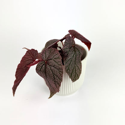 Begonia Mix 8cm Houseplant