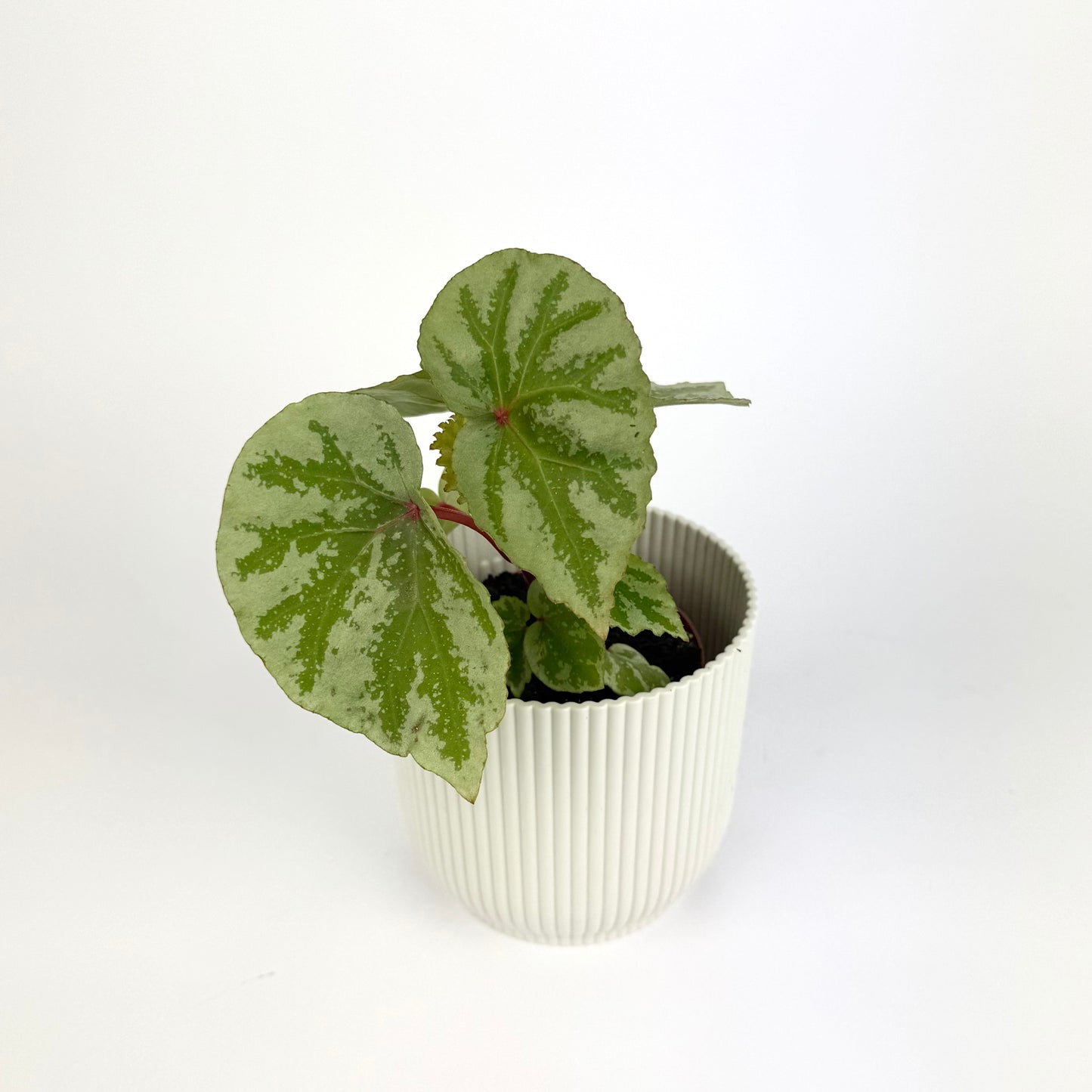 Begonia Mix 8cm Houseplant
