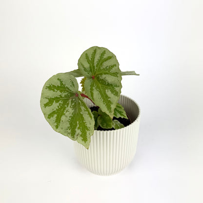 Begonia Mix 8cm Houseplant