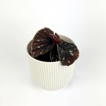Begonia Mix 8cm Houseplant