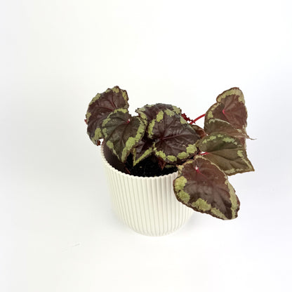 Begonia Mix 8cm Houseplant
