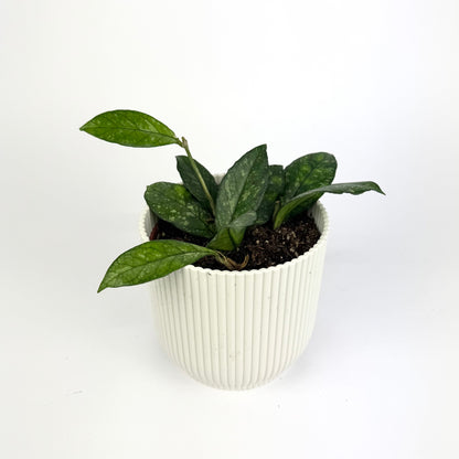 Hoya crassipetiolata splash 10.5cm Houseplant