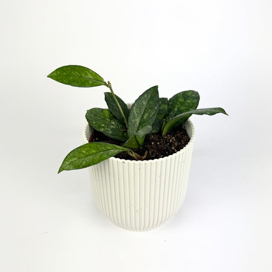 Hoya crassipetiolata splash 10.5cm Houseplant
