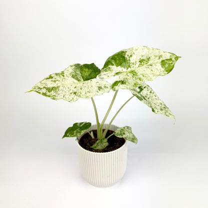 Alocasia odora variegata batik 10.5cm Houseplant