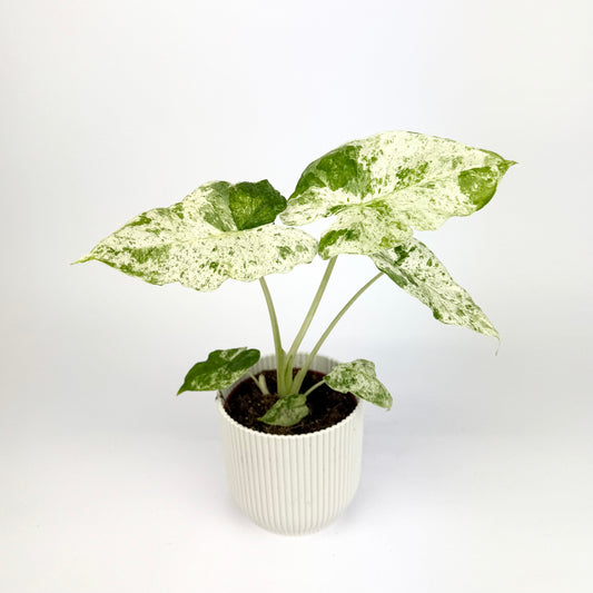 Alocasia odora variegata batik 10.5cm Houseplant