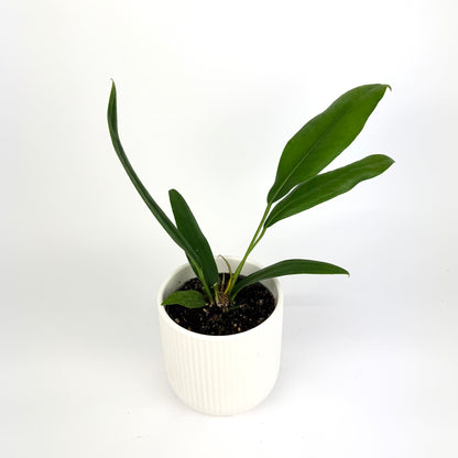 Anthurium Bakeri 12cm Houseplant