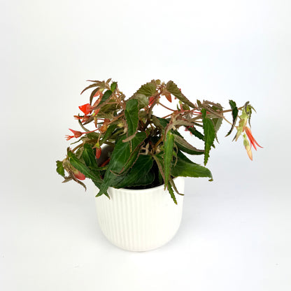Beg Orange Bonfire 12cm Houseplant