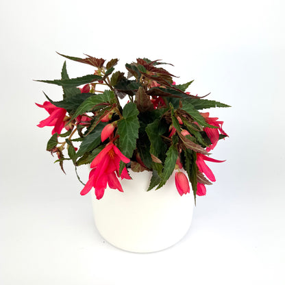 Beg Pink Waterfall 14cm Houseplant