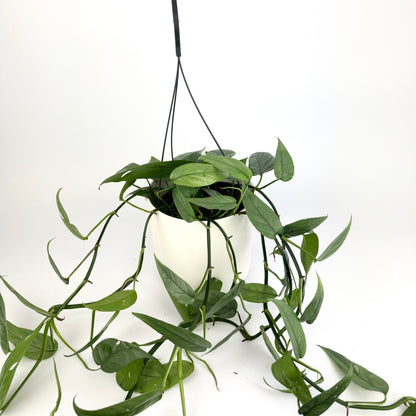 Epipremnum cebu bleu 17cm Hanging Houseplant