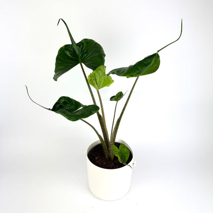 Alocasia Stingray 17cm Hanging Houseplant