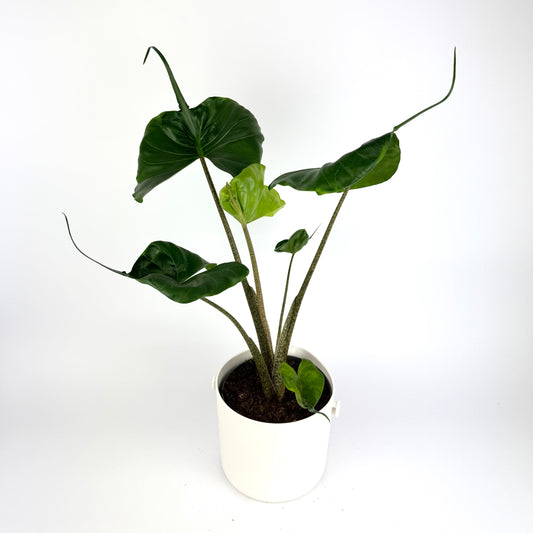 Alocasia Stingray 17cm Hanging Houseplant