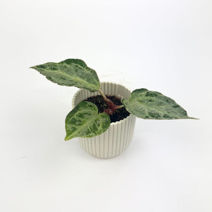 Anthurium Silver Blush Mint 6cm Houseplant