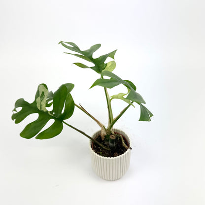 Monstera tetrasperma variegata 6cm Houseplant