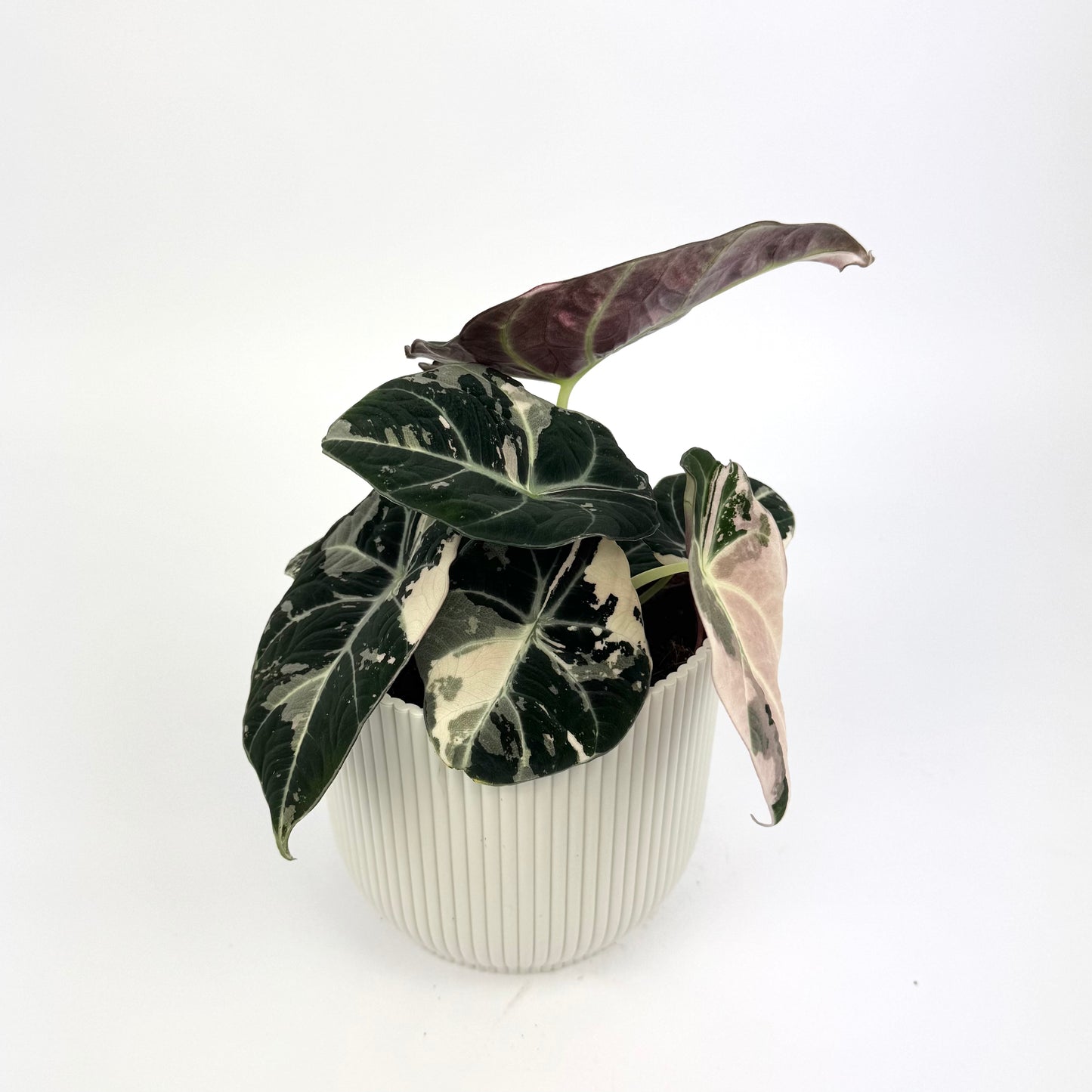 Alocasia Black Velvet Pink 12cm Houseplant