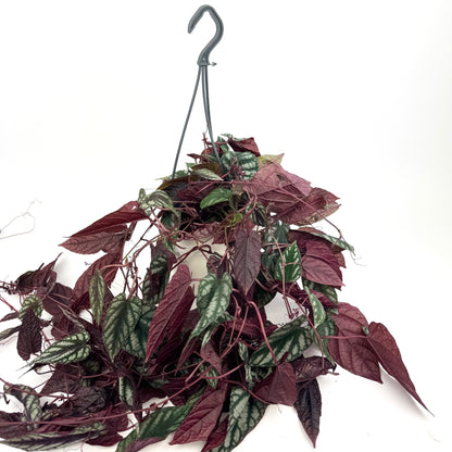 Cissus Discolor 17cm Houseplant
