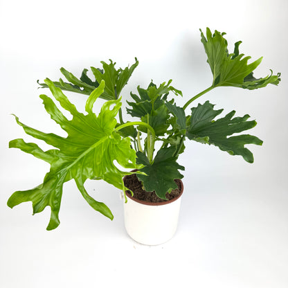 Philodendron Lickety Split 19cm Houseplant